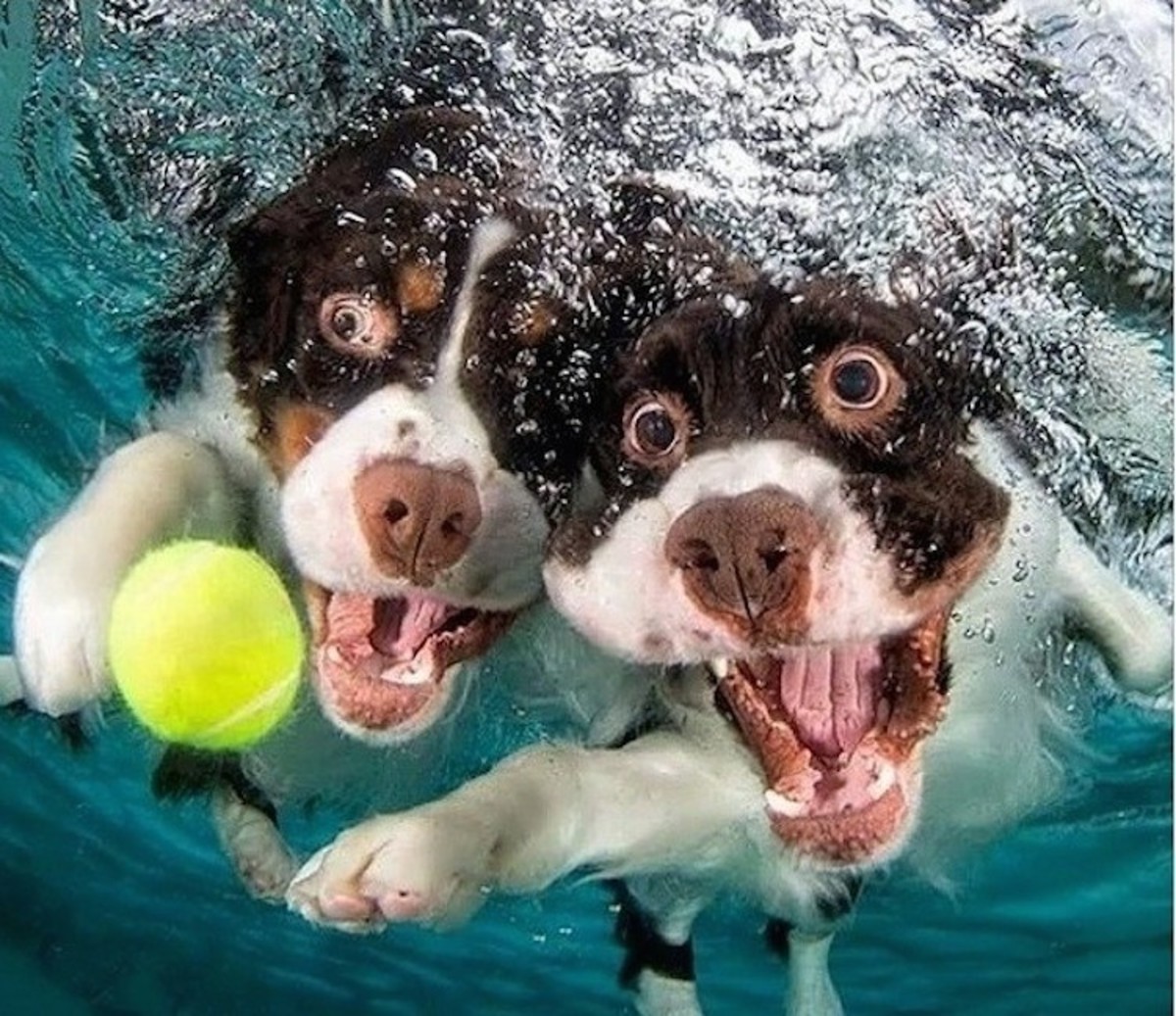 фотографии собак под водой