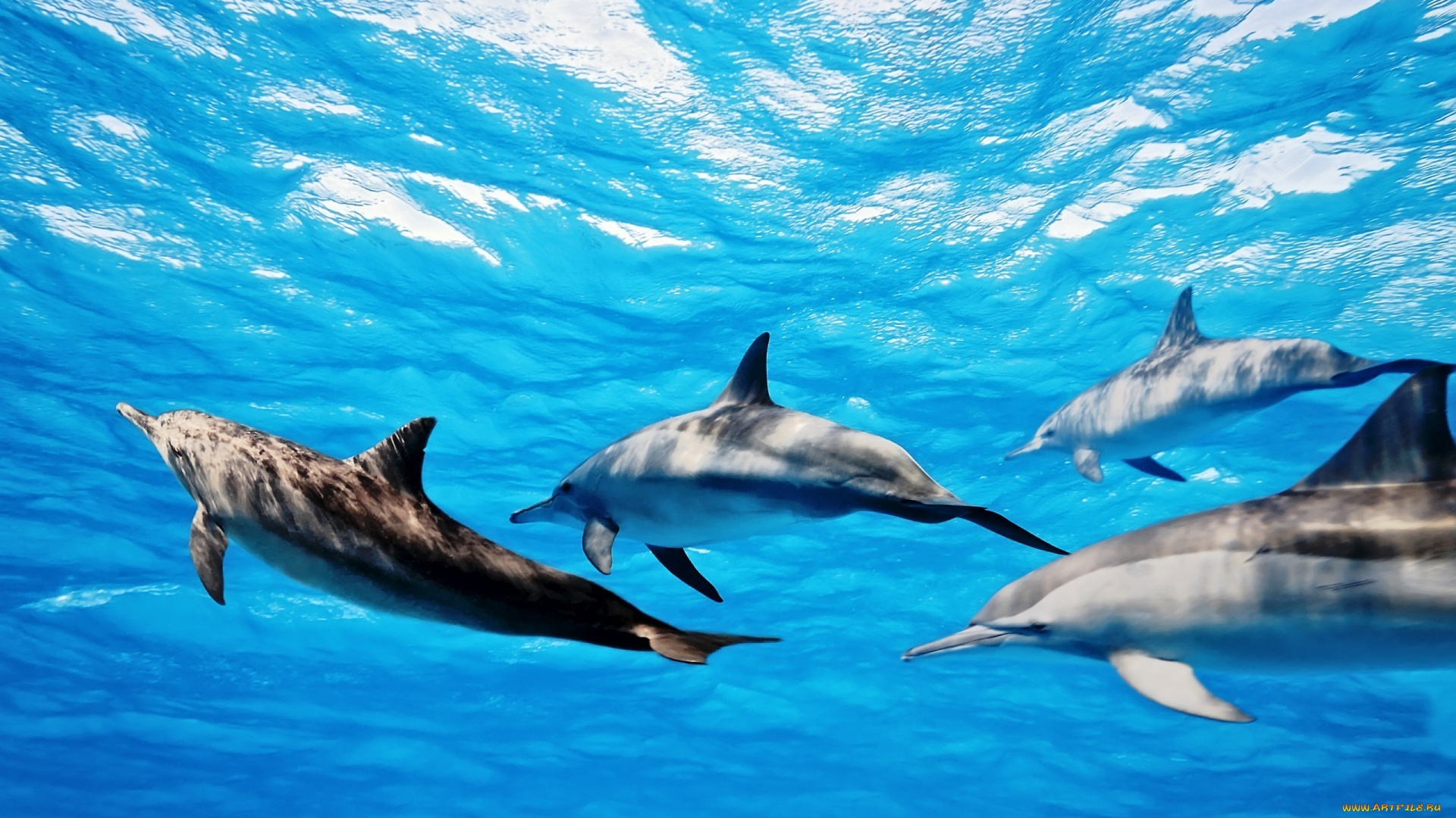 Красивые картинки с дельфинами