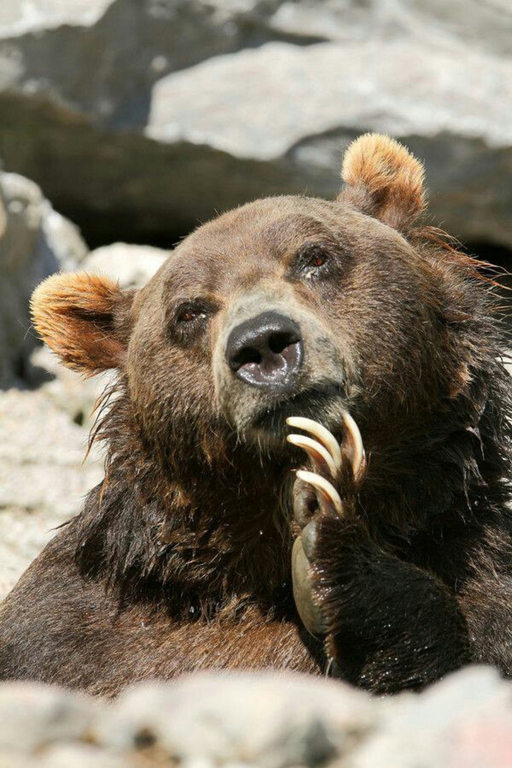 Радостный медведь фото