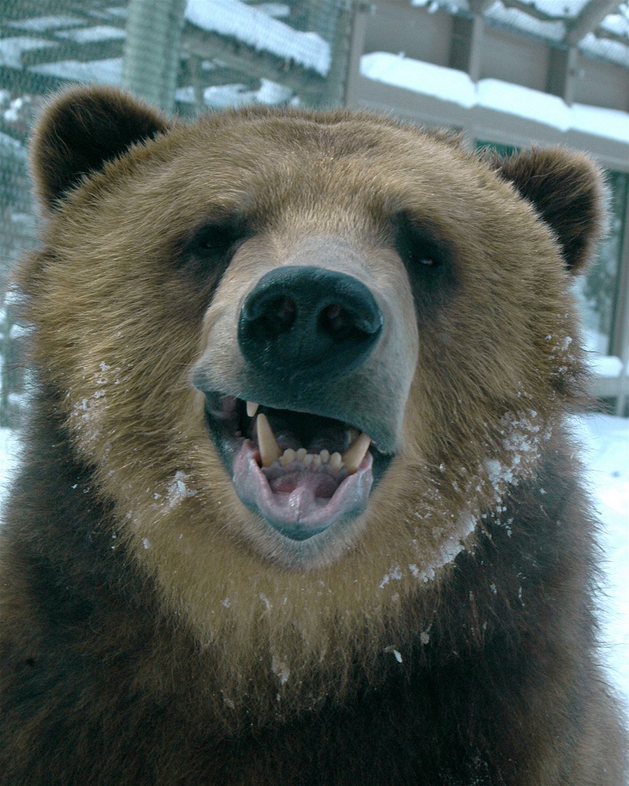 Радостный медведь фото