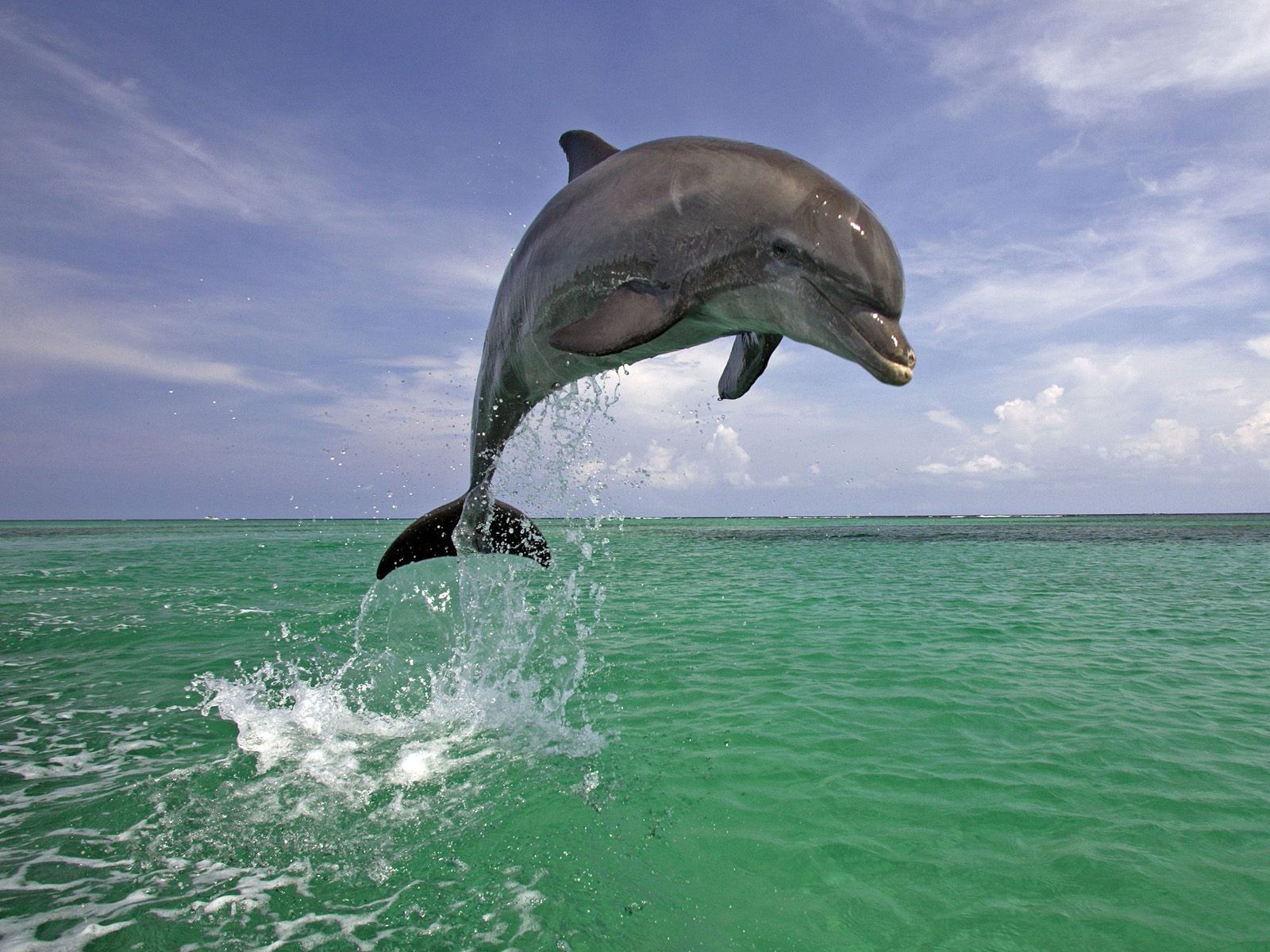 Дельфин с автоматом