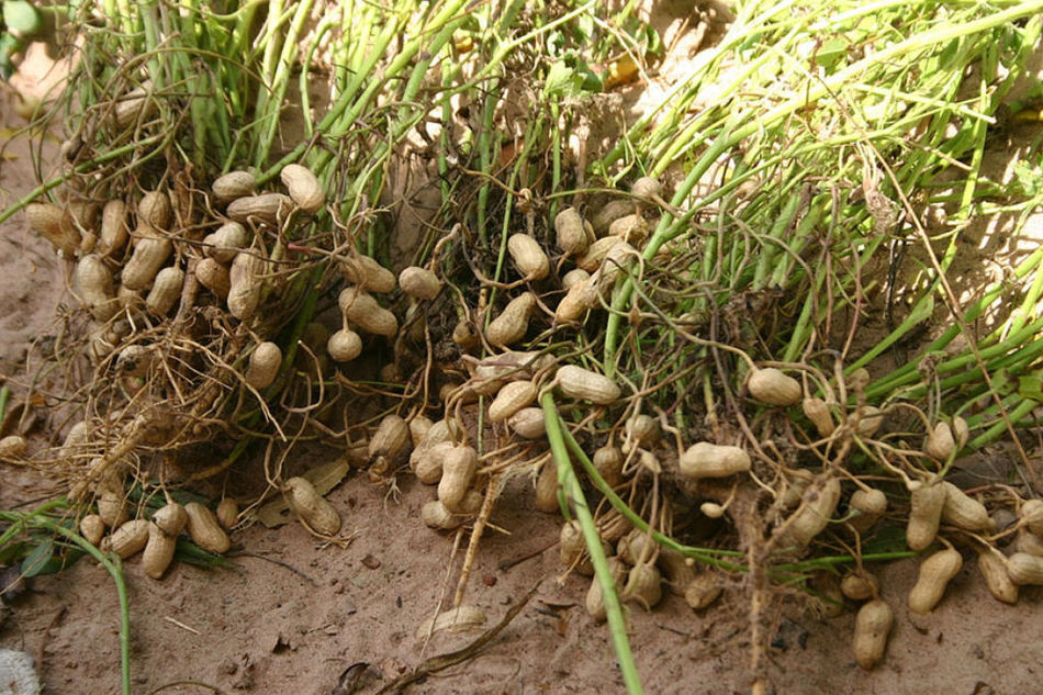 Как растет арахис в природе фото и где растет