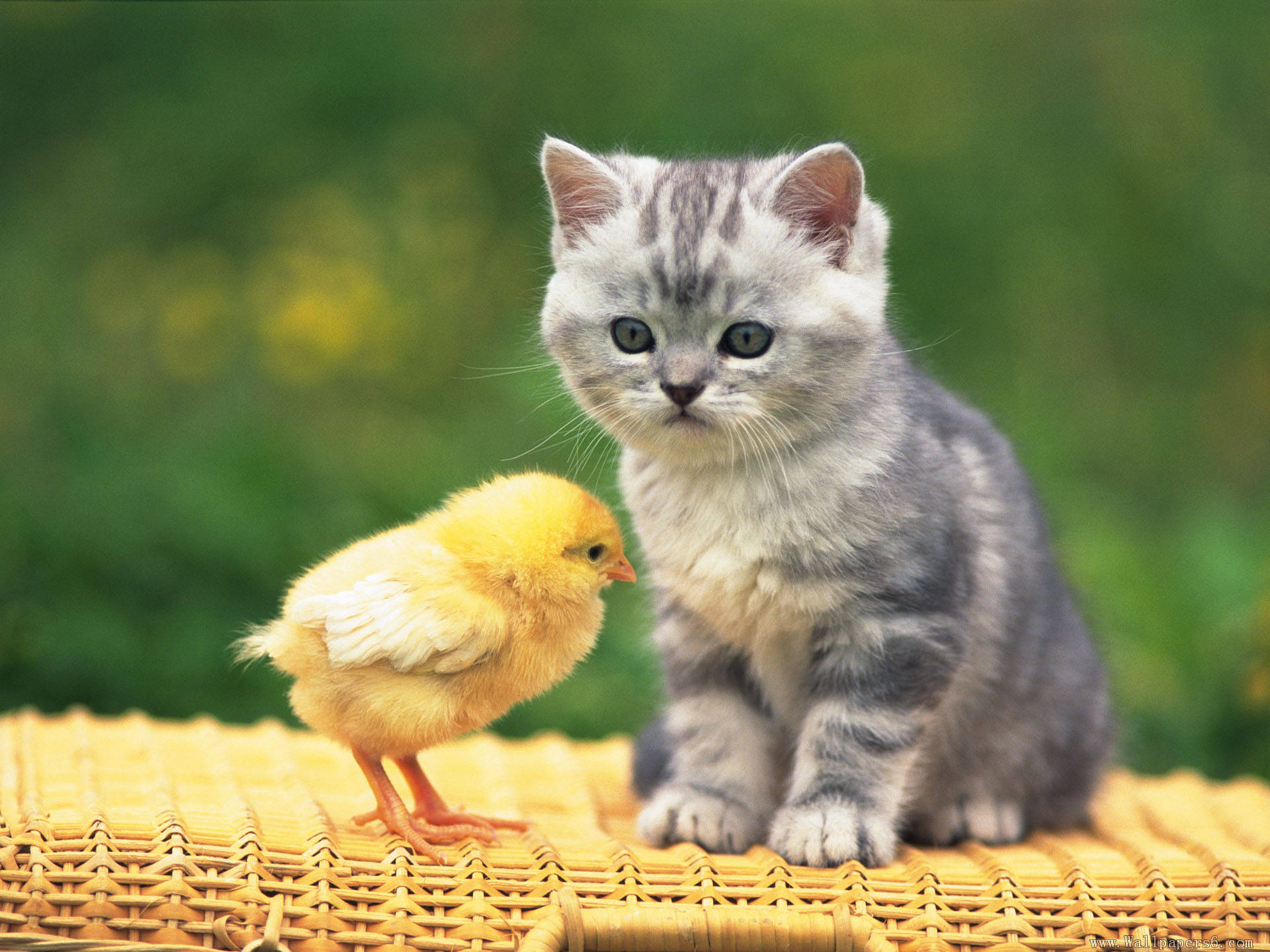 Cat duck. Кошка с цыплятами. Котенок и утенок. Котик и цыпленок. Котята.