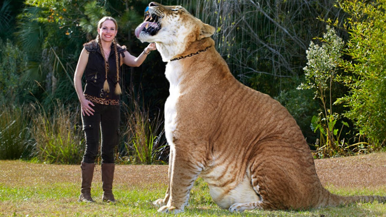 Самый большой волк в мире книга рекордов гиннесса фото