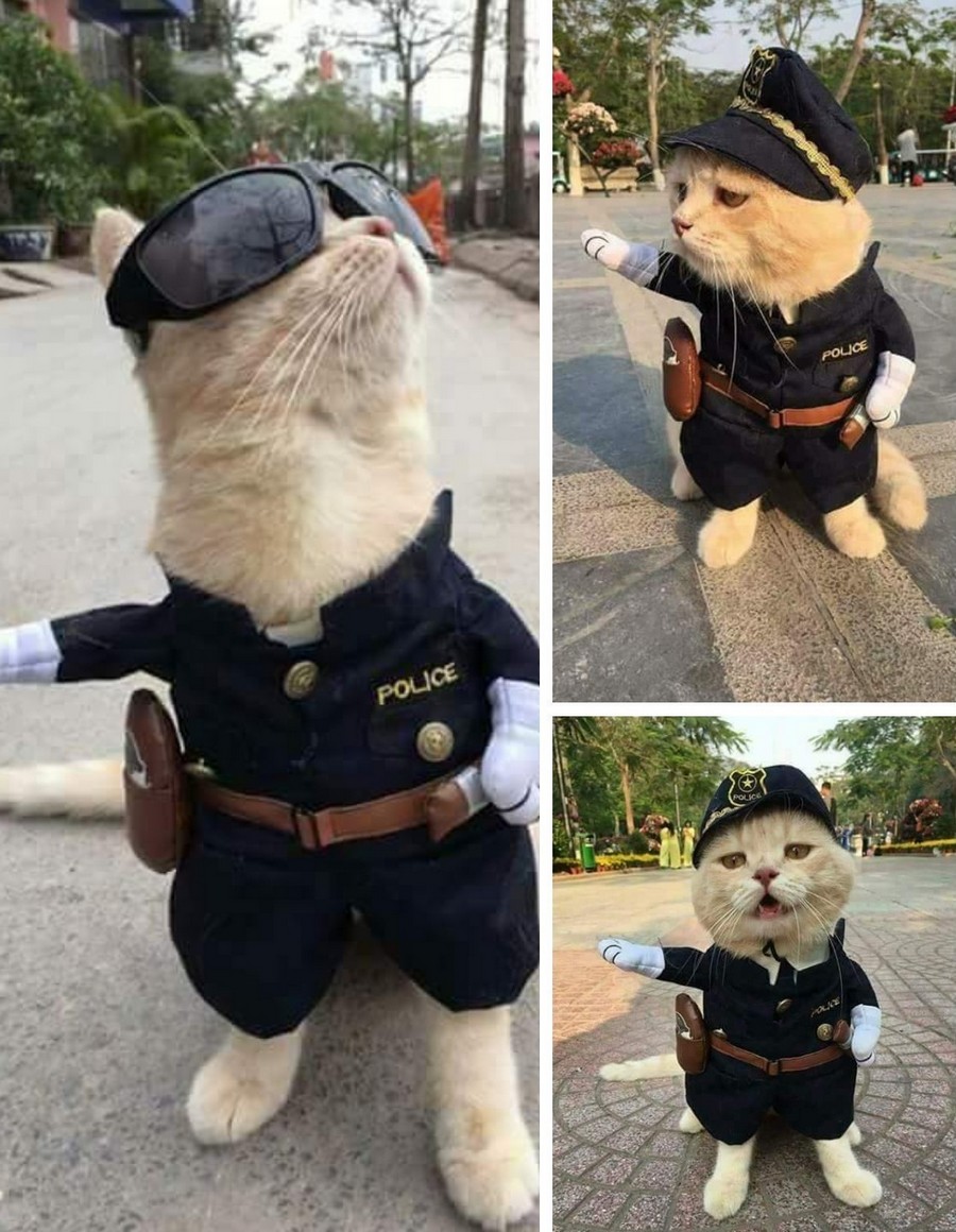 Кот полицейский рисунок