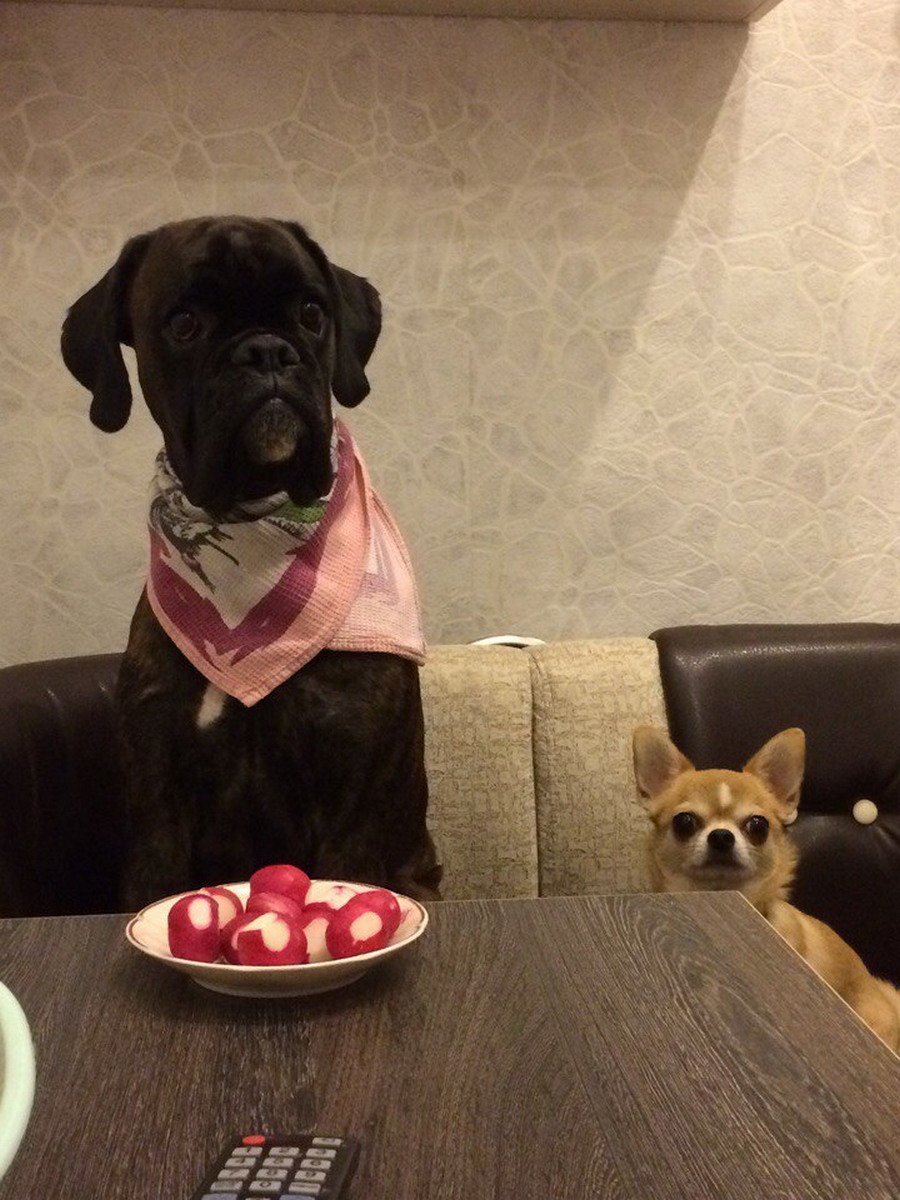 Dog dinner. Культурная собака. В ожидании ужина. Большой и маленький смешные.