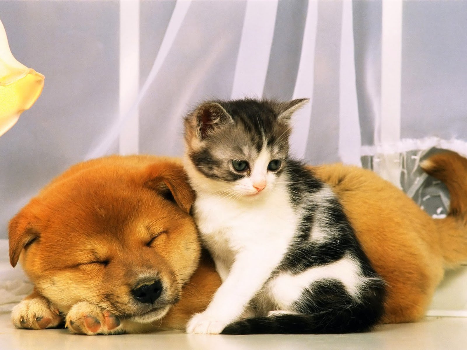 Картинки и фото собаки и кошки