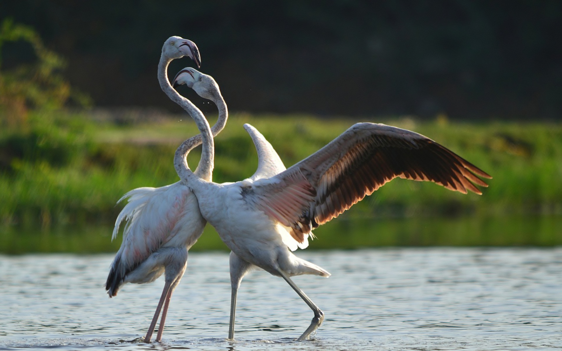 Танец Фламинго птиц