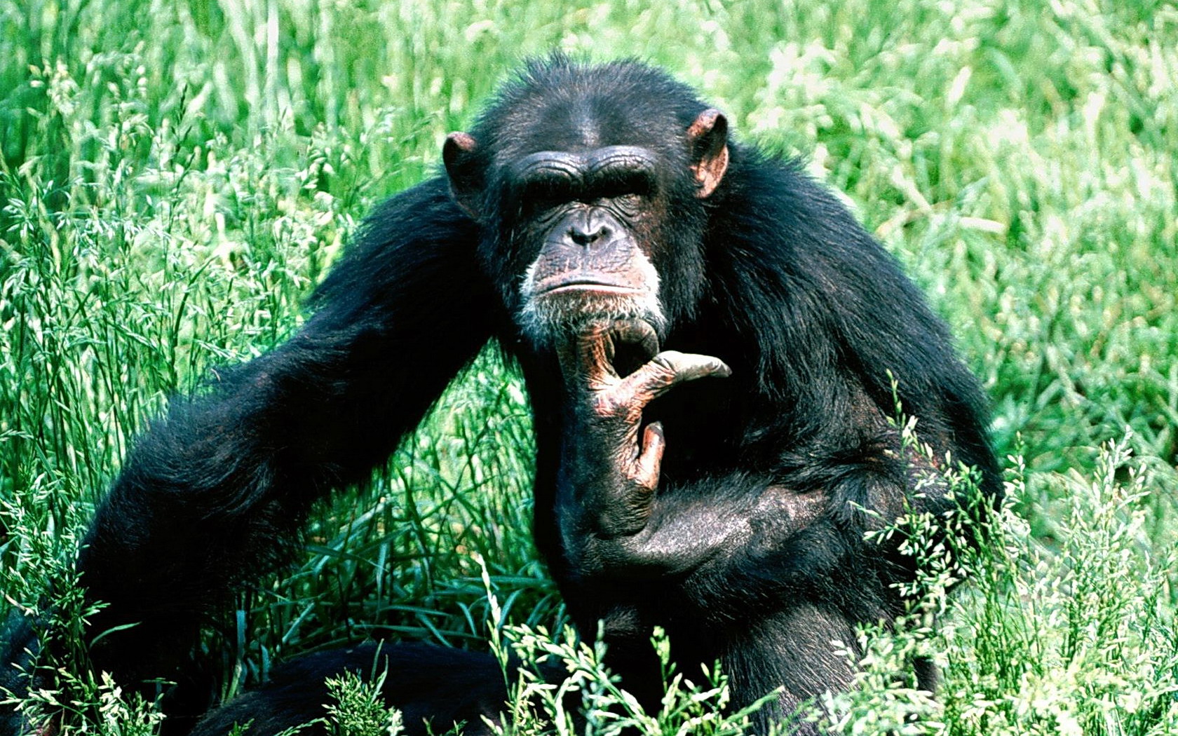 Смешные шимпанзе