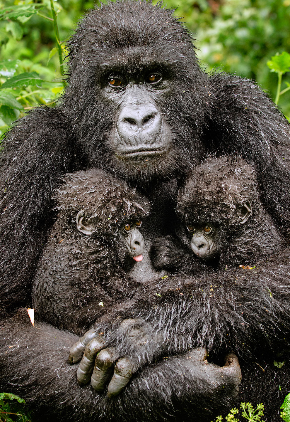 Вирунга самец гориллы
