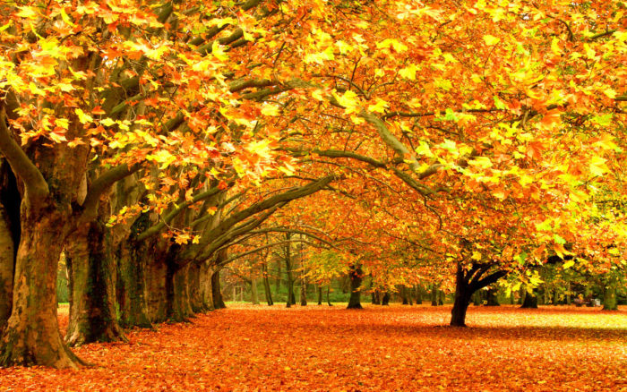 Осенние Фото Красивые Высочайшего Качества