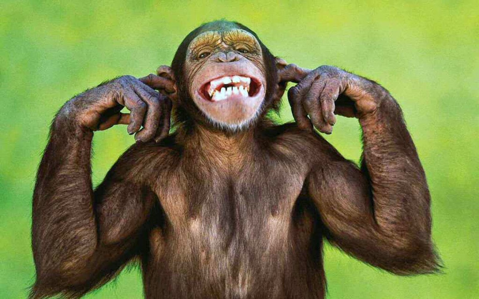 Шимпанзе улыбается