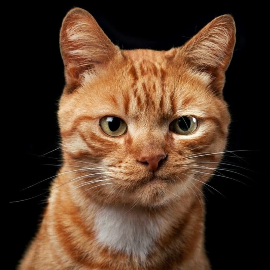 Возмущённый кот