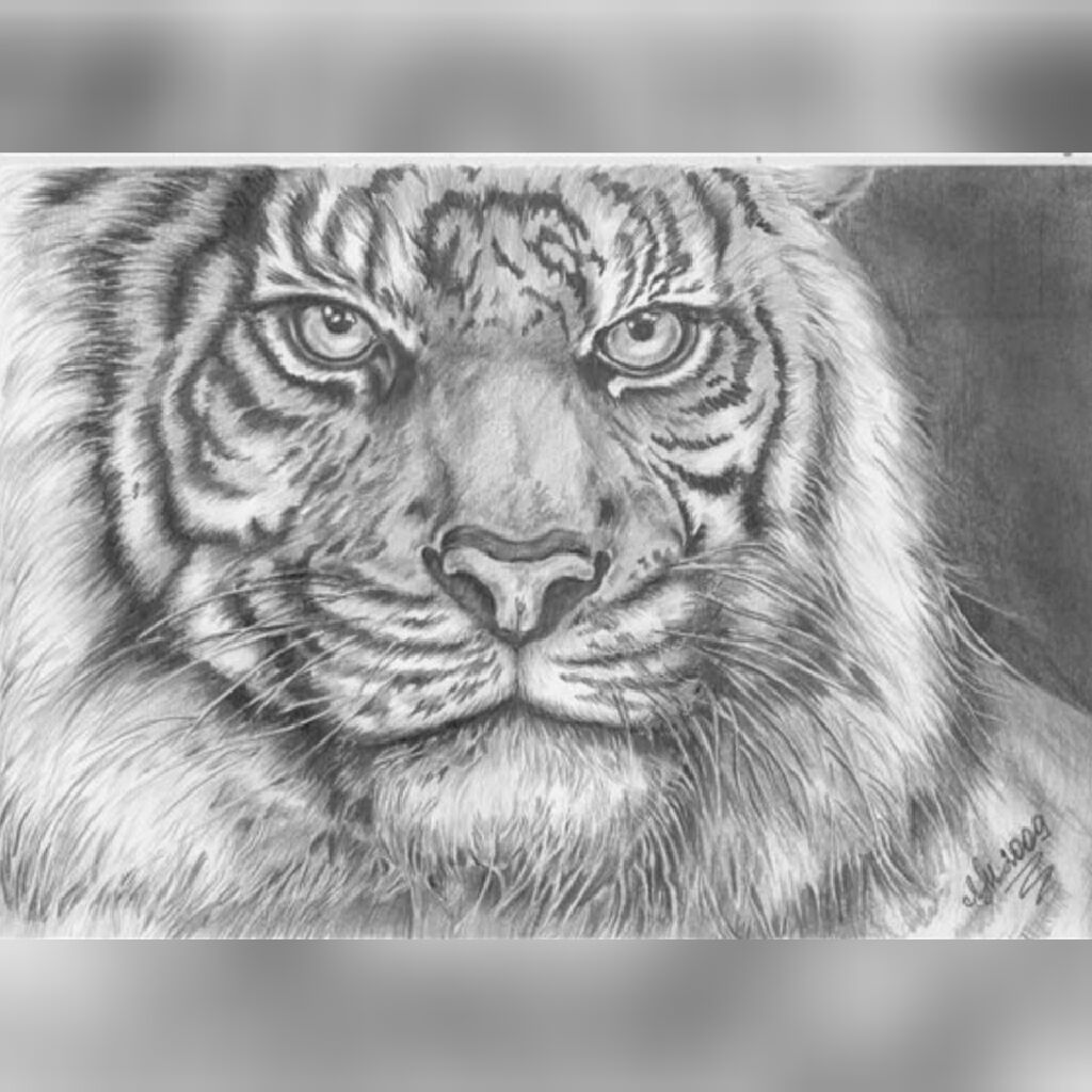 Красивые рисунки карандашом тигр