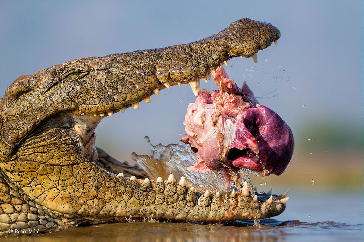 Нильский крокодил ест человека
