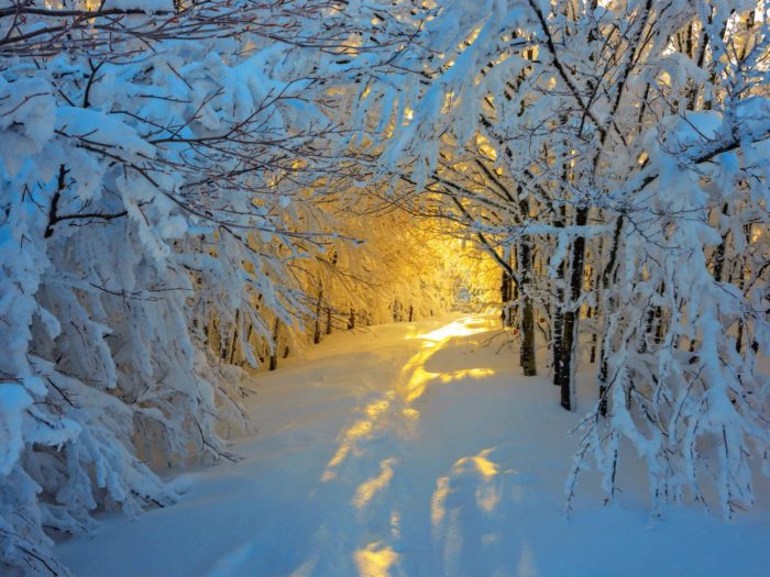 Зима Фото Красивый Лес