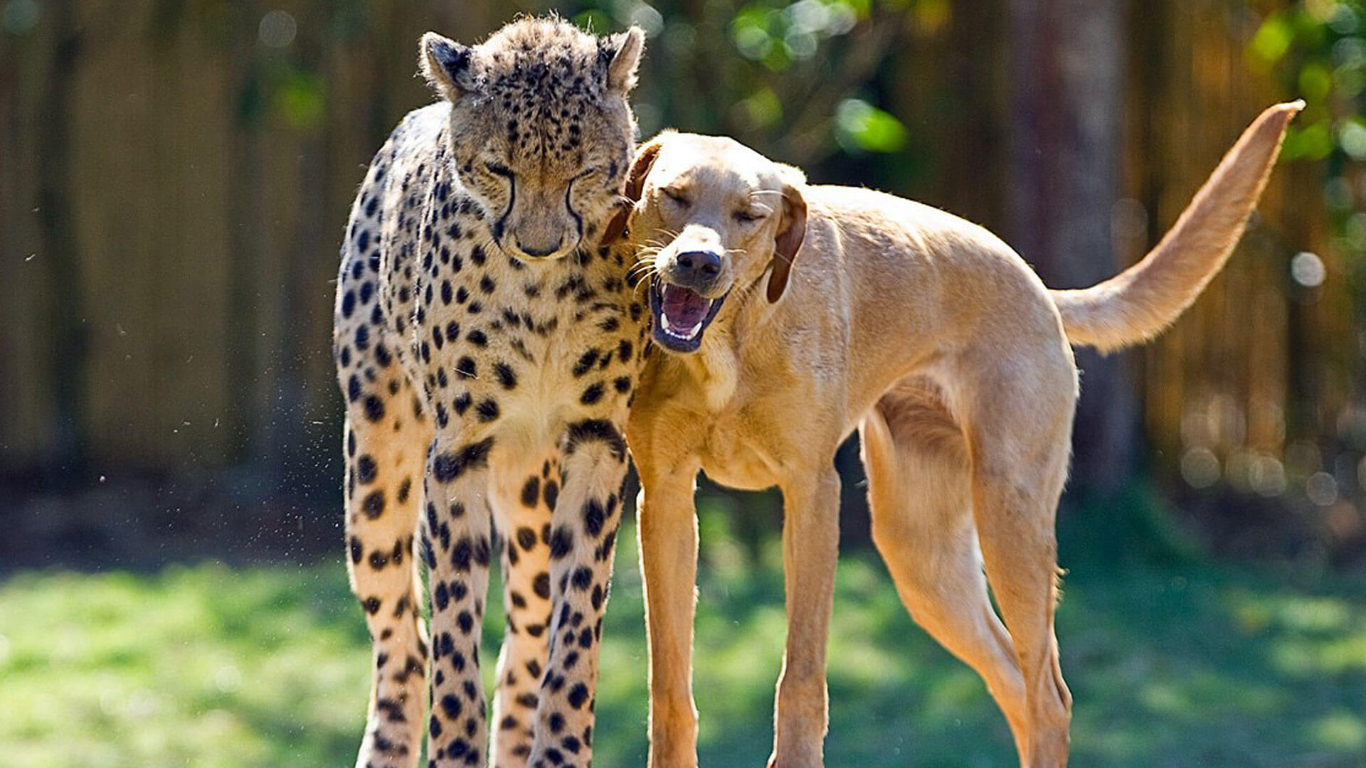 Самые лучшие фото удивительного мира животных (102 фото) 