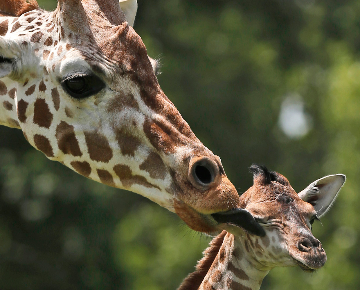 Новорожденный Жираф