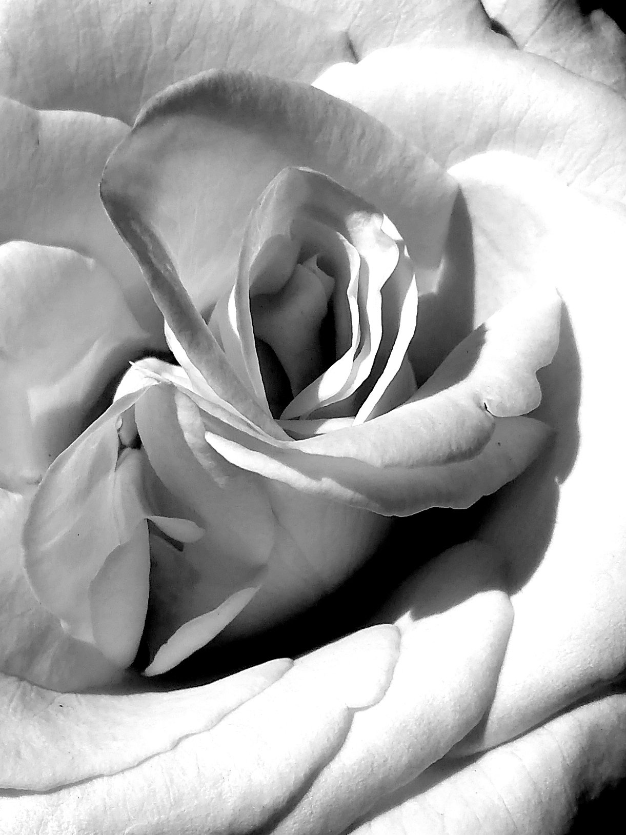 Белая картинка. Белые розы. Красивые белые картинки. Красивые картинки белого цвета.