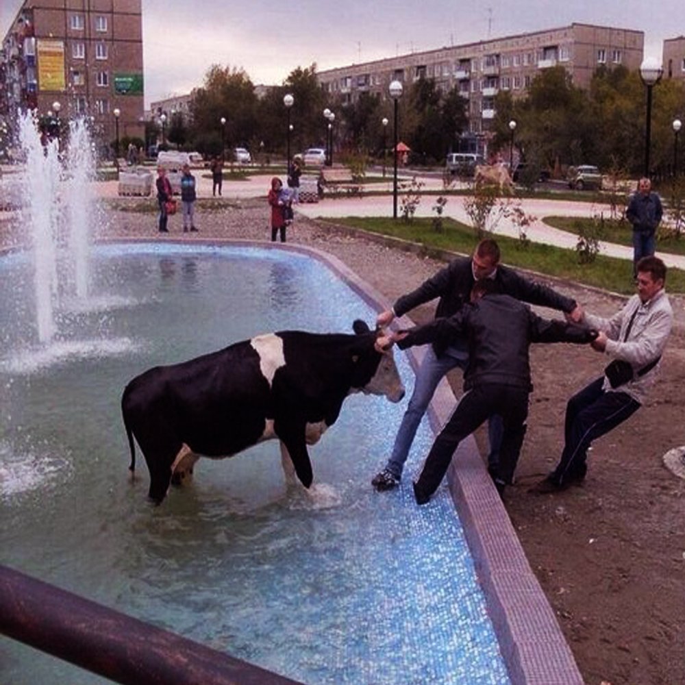 Тем временем. Корова в фонтане. Корова в фонтане Саяногорск. Корова в бассейне. Ржака Россия.