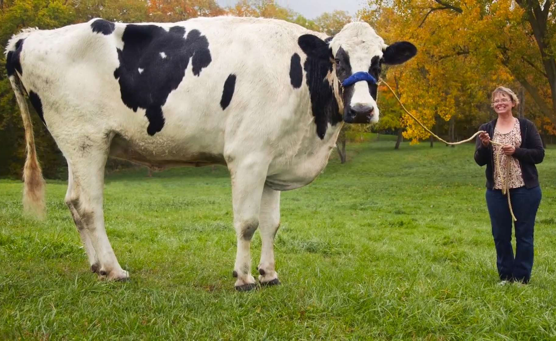 Большие коровы