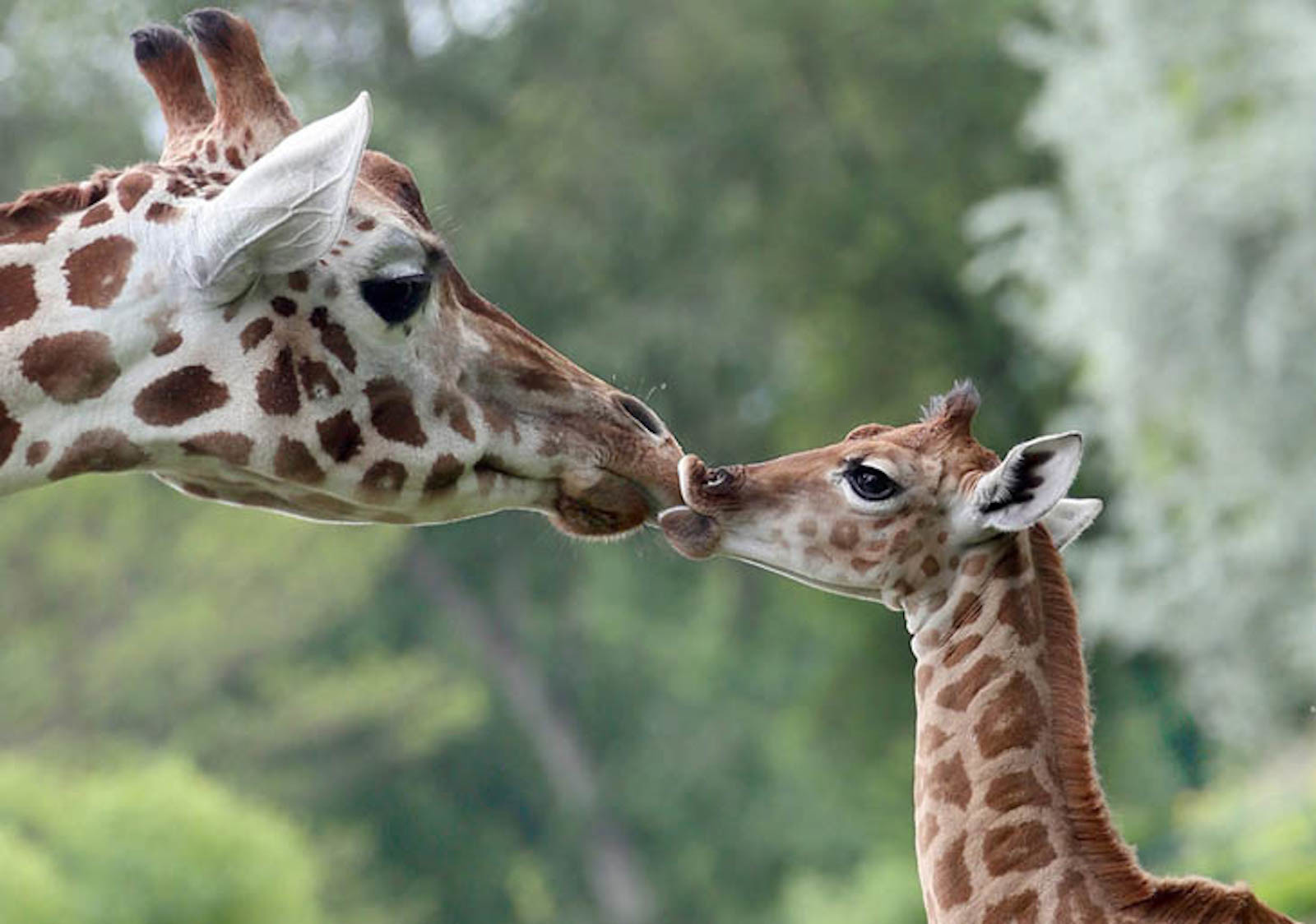 Самое тонкое животные. Нежность животные. Пара Жирафов. Жираф с детенышем. Забота о потомстве у Жирафов.
