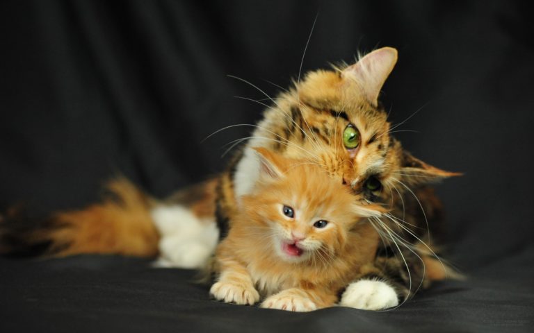 Картинки с котятами прикольные фото, футбольные