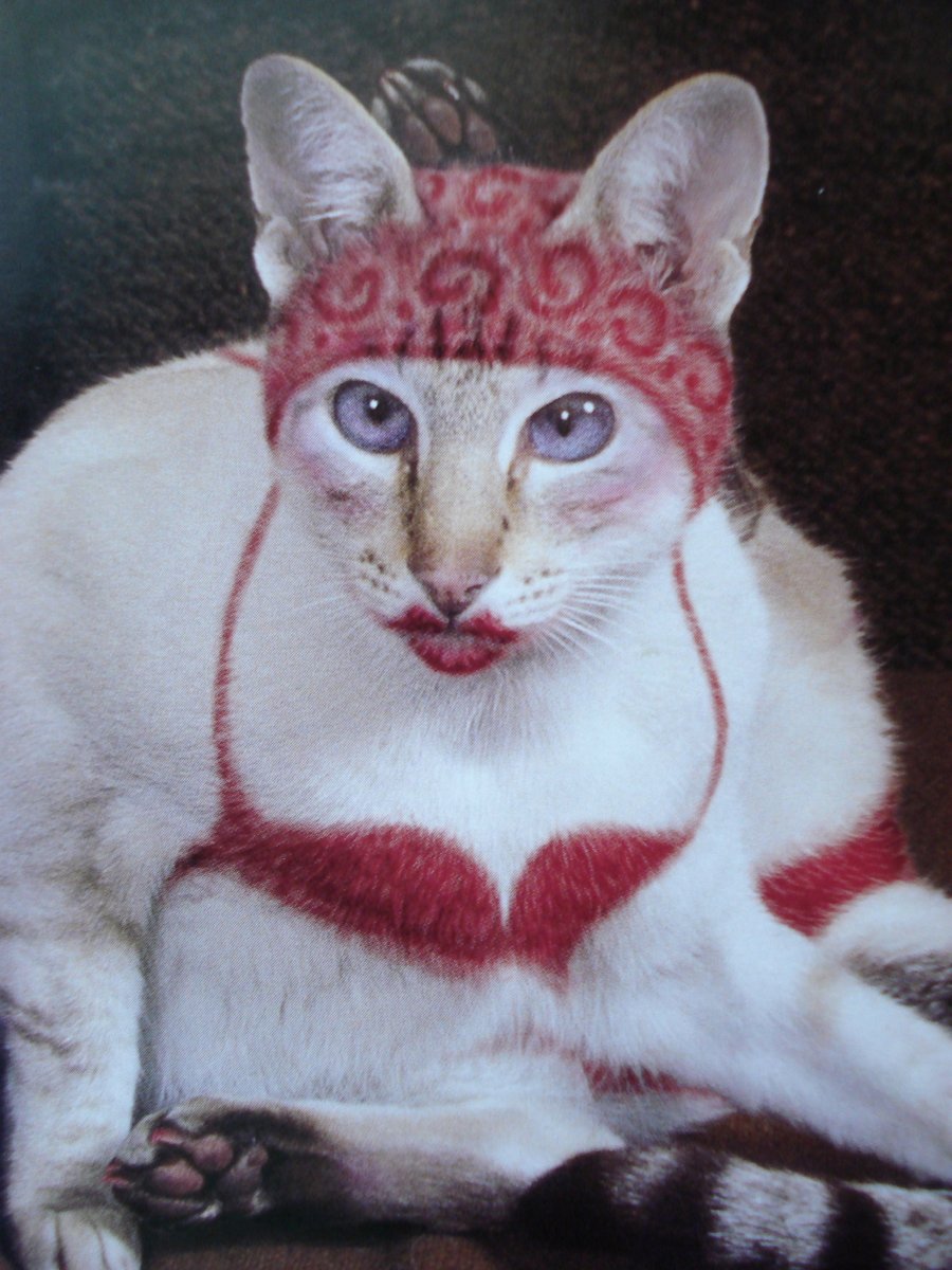 Накрашенные коты