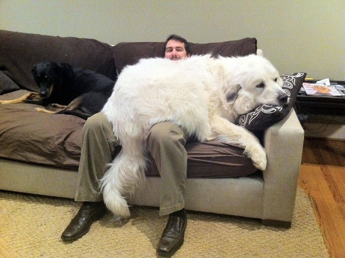 кот и собака на диване