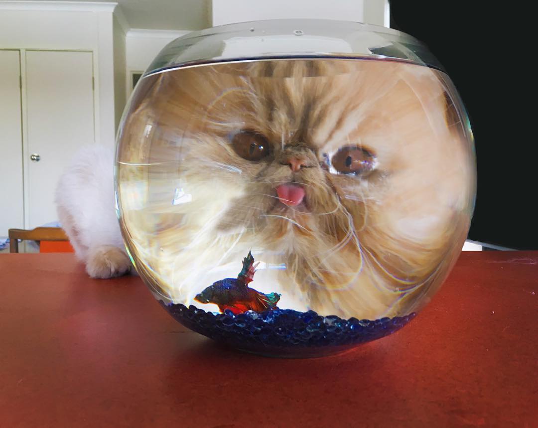 Кот с аквариумом на голове