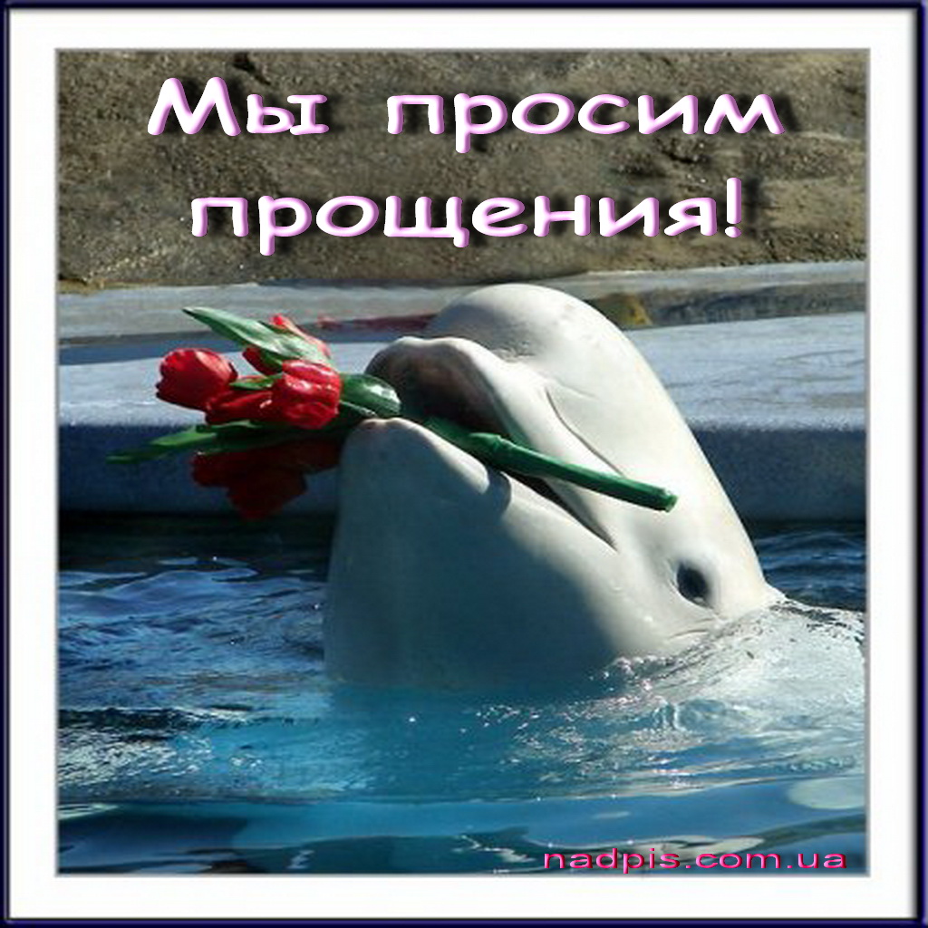 Днем рождения, с днем рождения картинка с дельфином