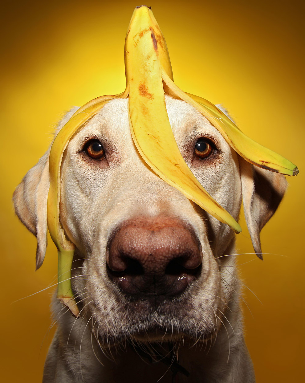 Смешная желтая собака