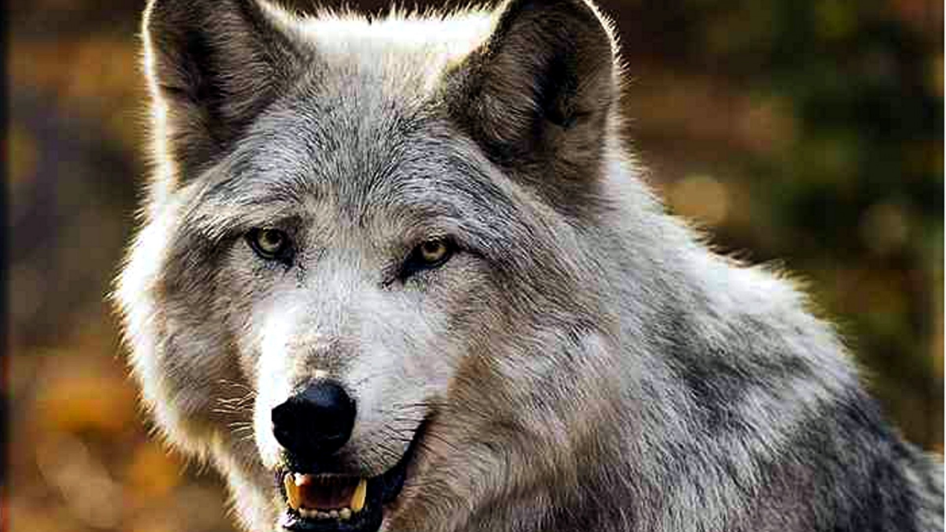 Пословица с волками жить по волчьи. Добрый волк. Цитаты волка. Мудрый волк. Выть по Волчьи.