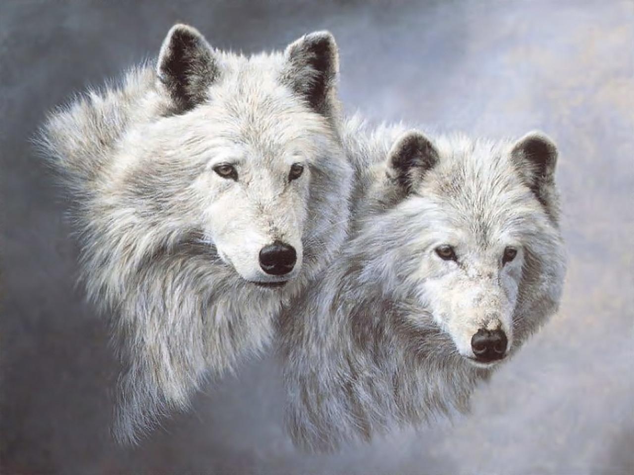Вышивка крестиком белый волк