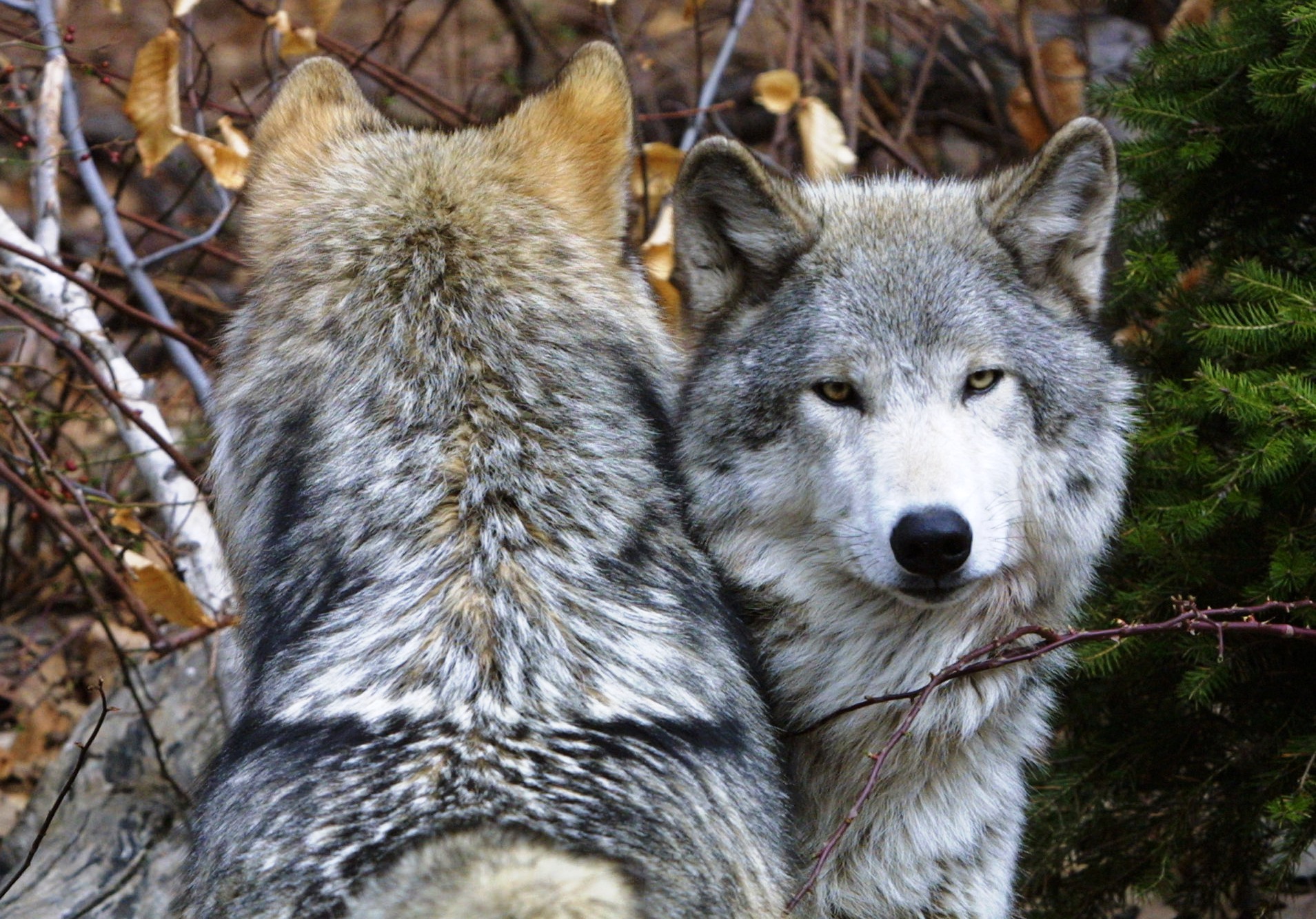Хорошие качества волков. Красивый волк. Самый красивый волк. Два волка. Volky.
