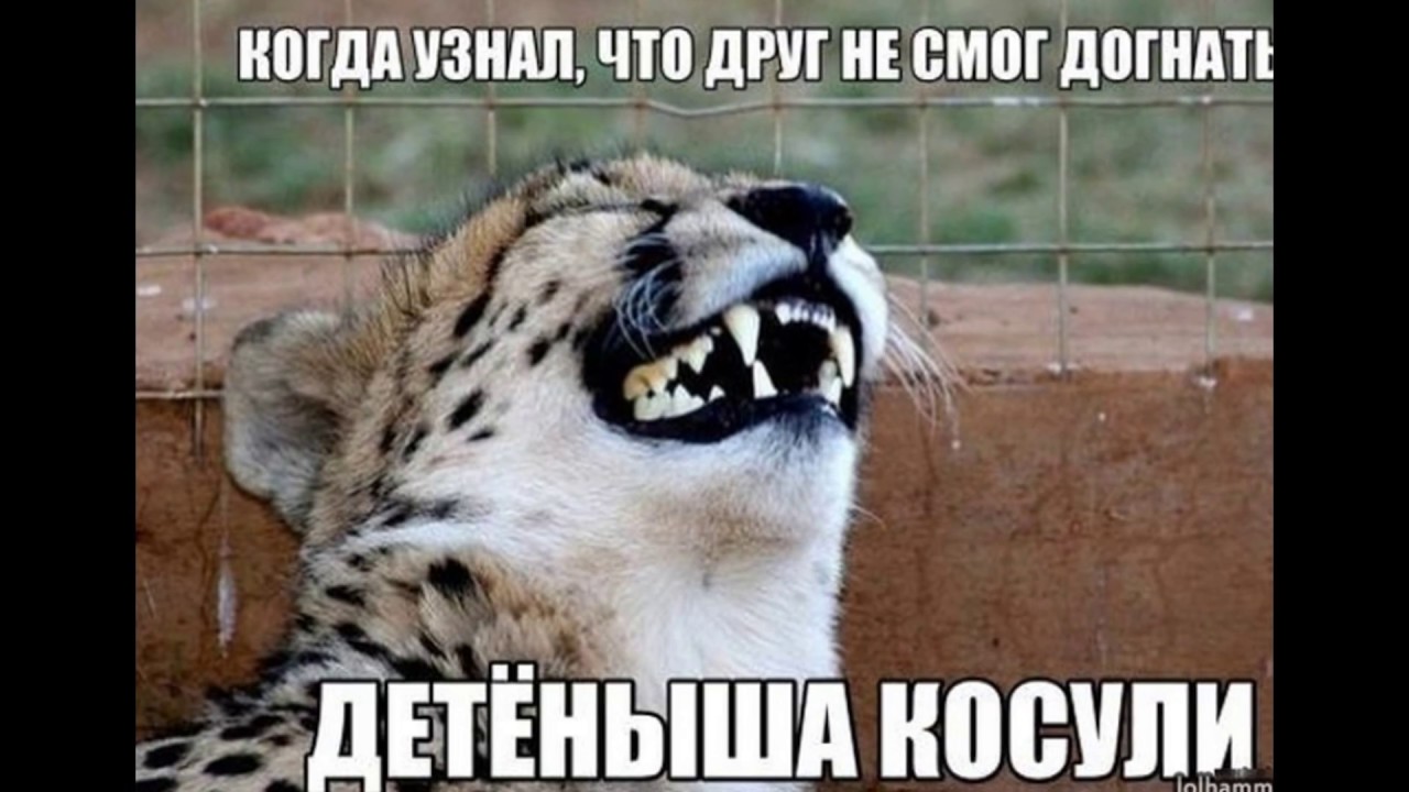 Фото Про Животных С Надписью