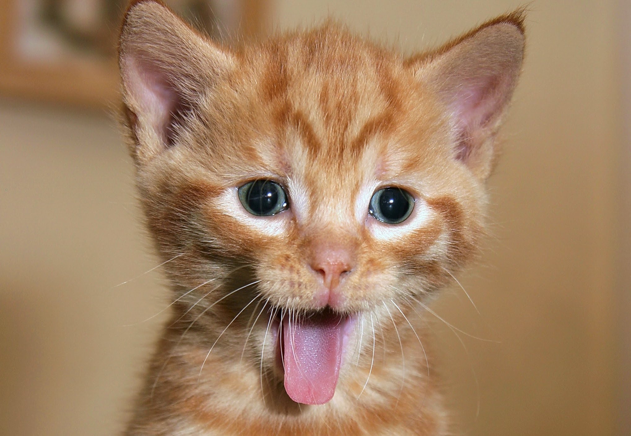 Забавные фото кошек для поднятия настроения