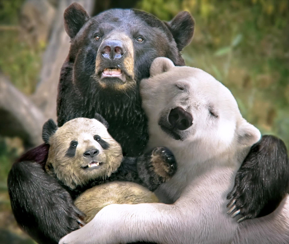 интересные картинки с медведем