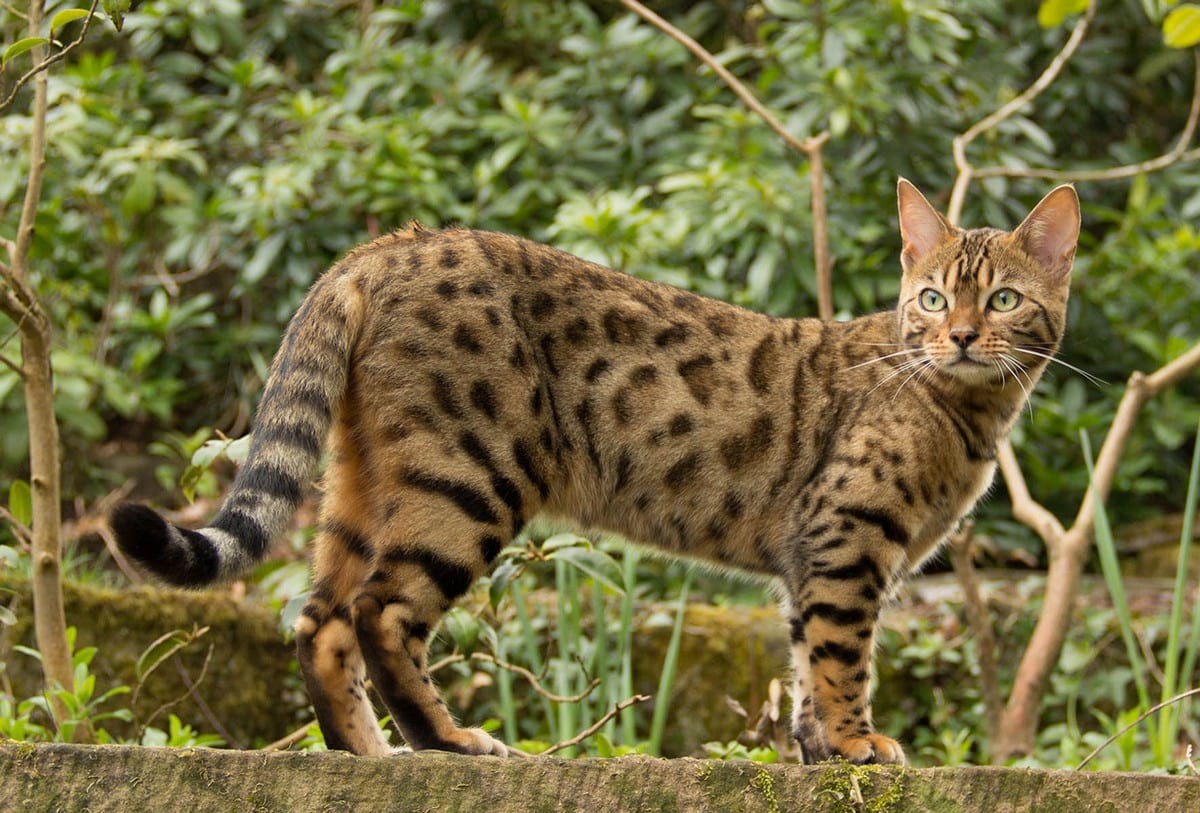 Бенгальский Лесной кот