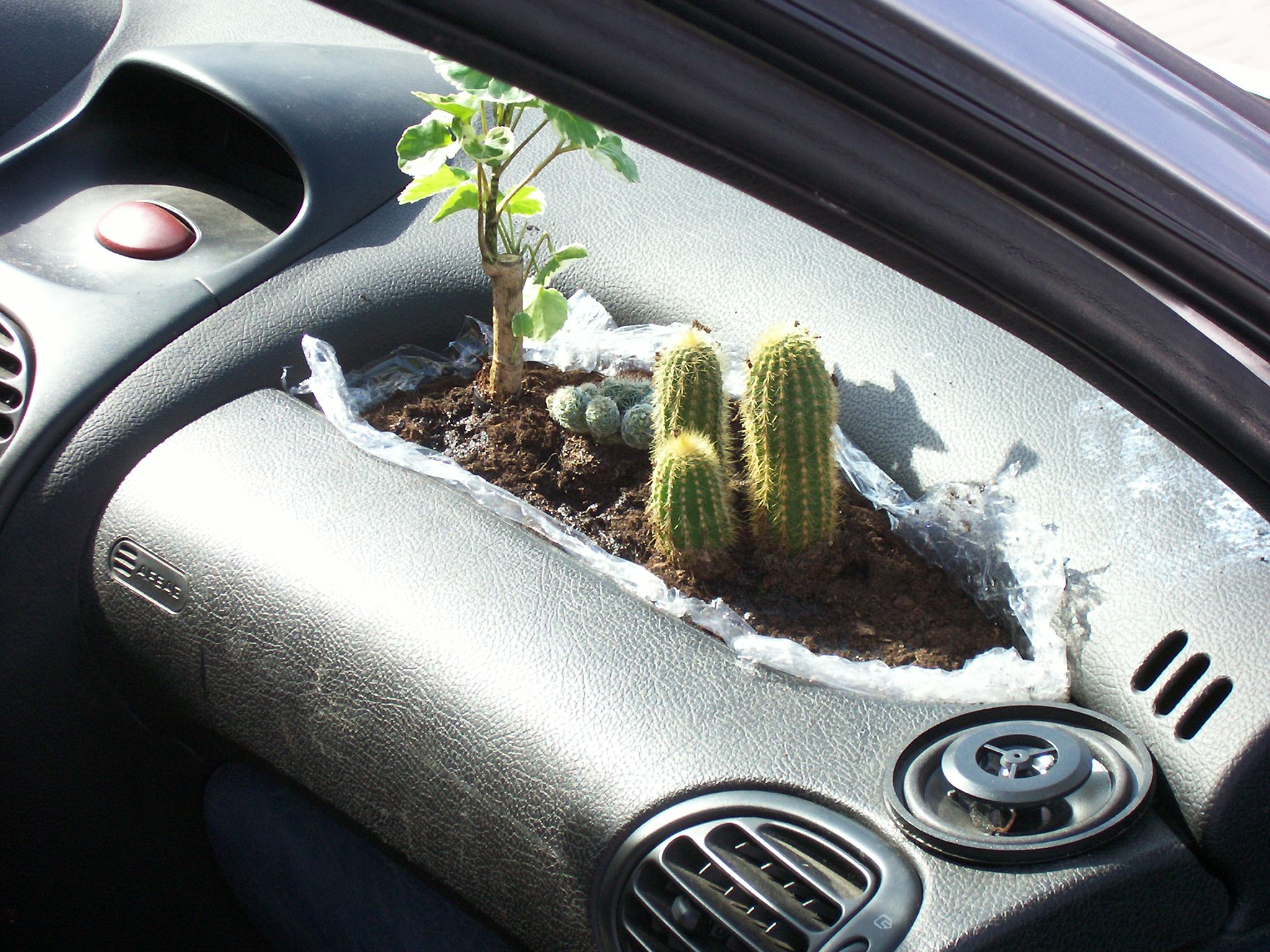 Растение в авто