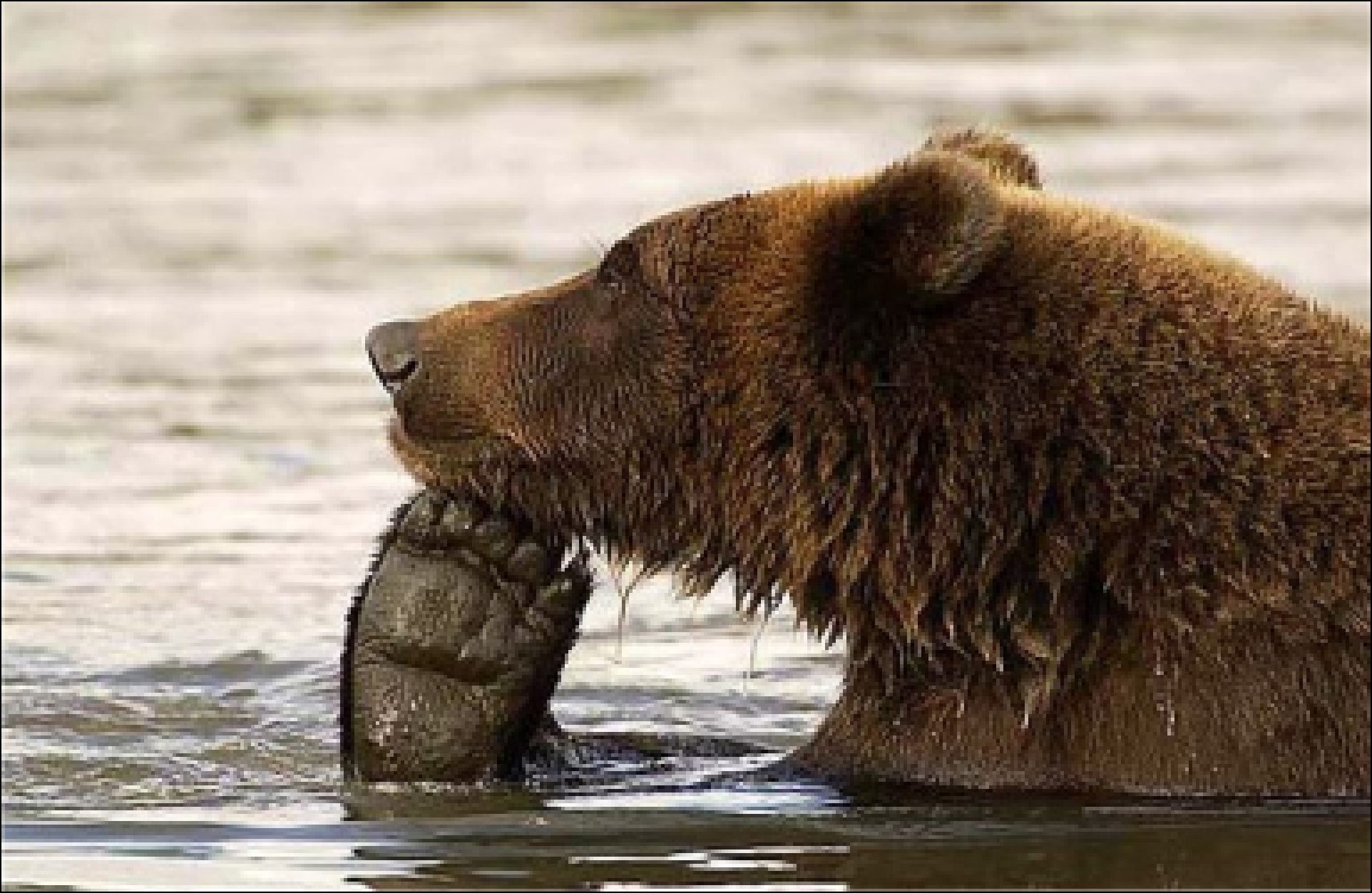 Забавные медведи. Медведь. Забавный медведь. Смешной медведь. Медведь фото.