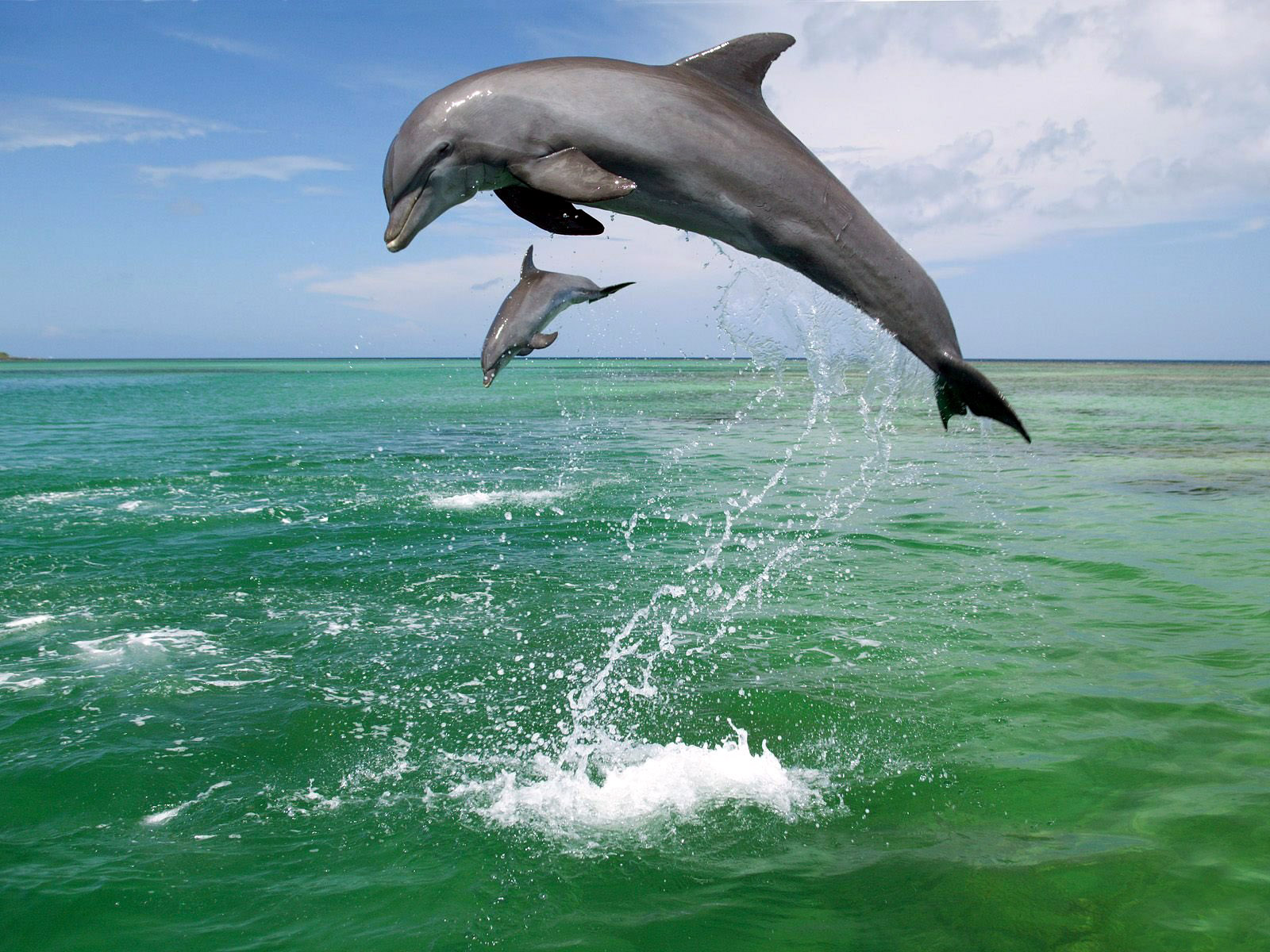 Фото дельфинов красивые на экран телефона