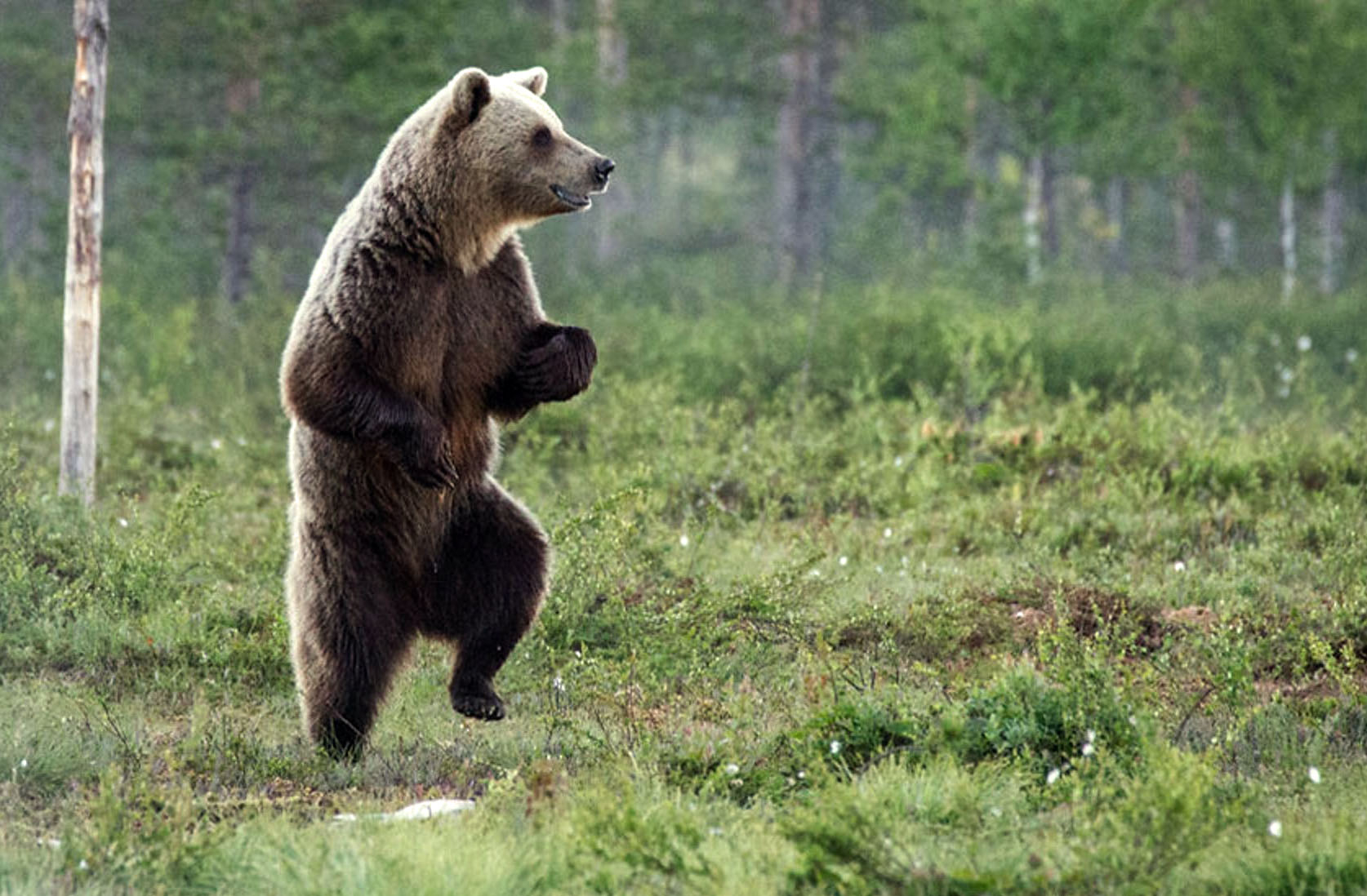 Забавные медведи. Медведь. Медведь на задних лапах. Смешной медведь. Дикий медведь.