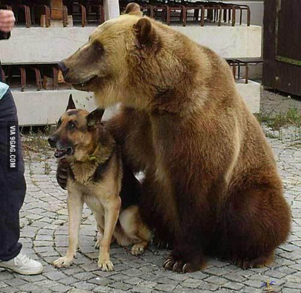 Медведь и собака