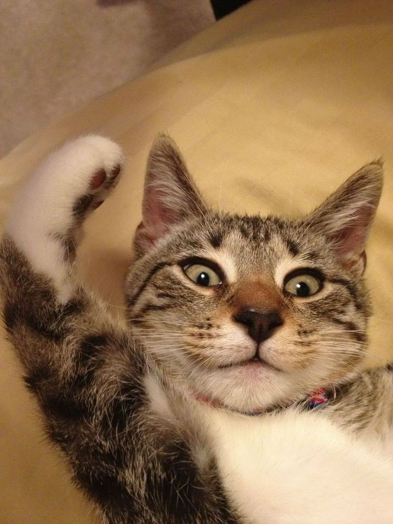 Фото с прикольными котами