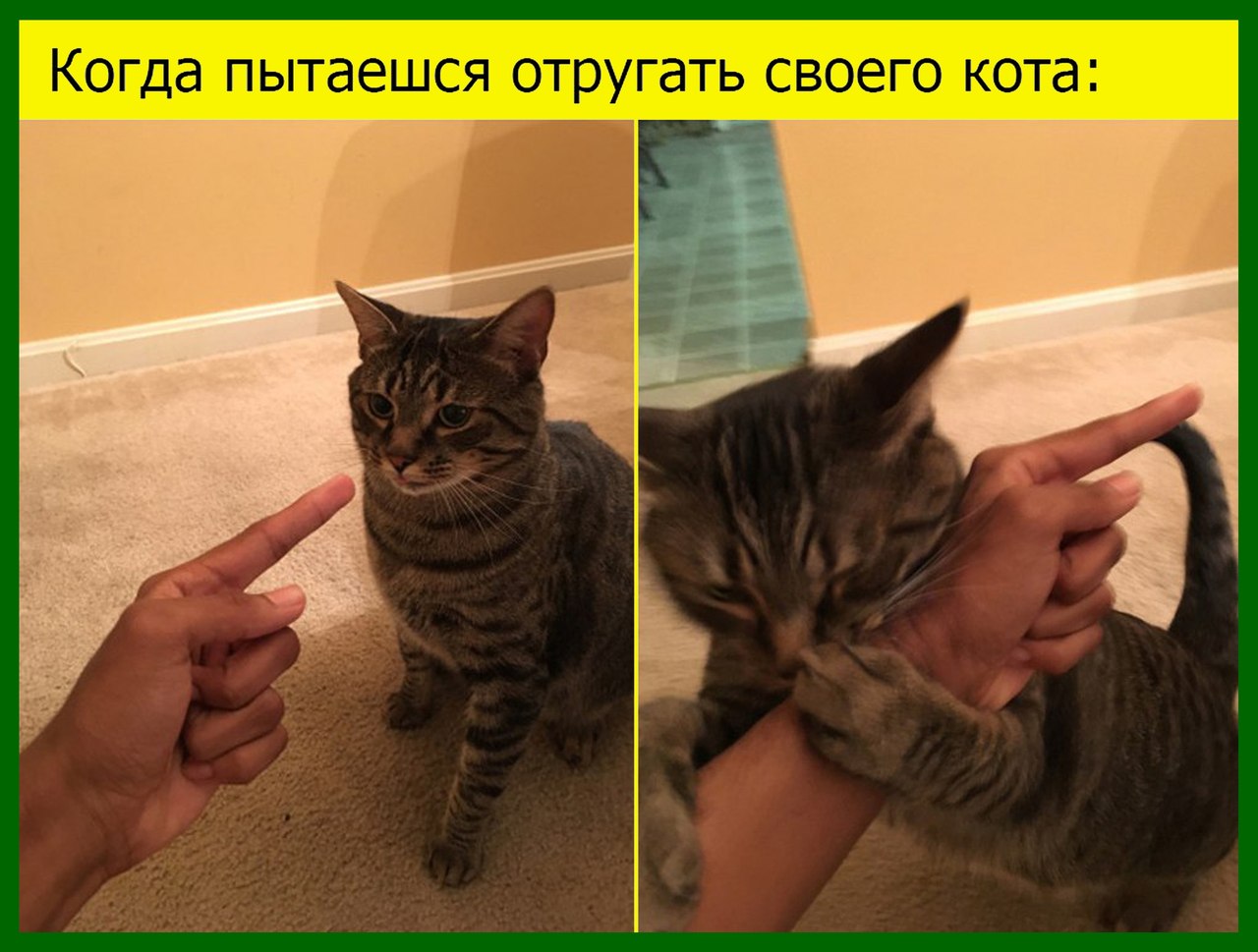 Фото котики смешные до слез с надписями