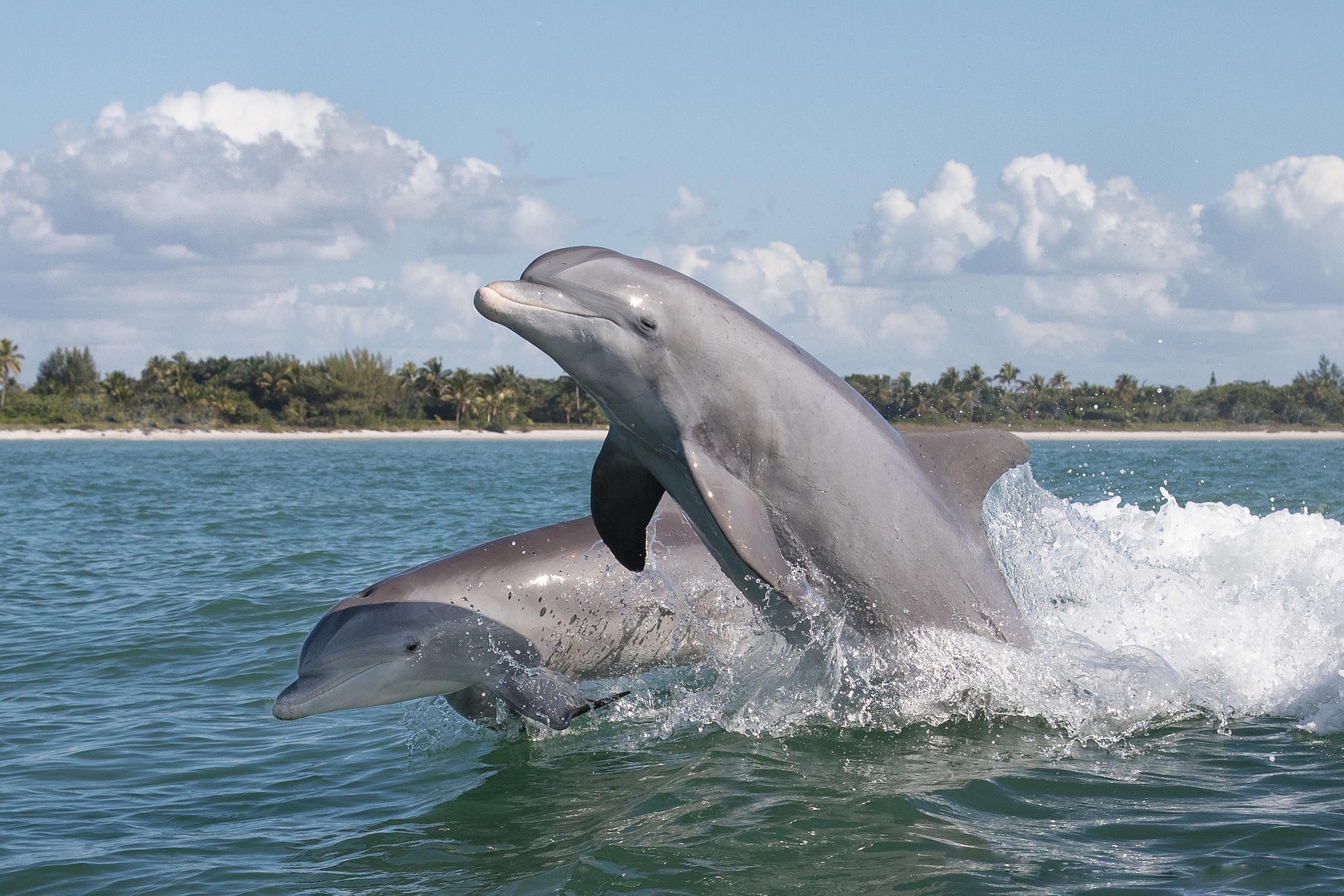 Дельфины живут в море. Дельфин-Афалина. Черноморская Афалина. Дельфин Афалина в черном море. Черноморская Афалина стая.