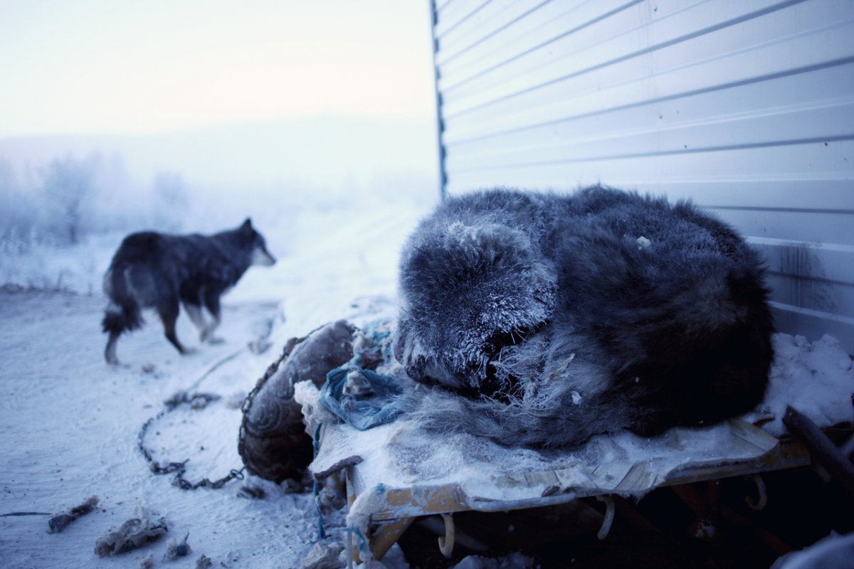 Самое холодное 30. Оймякон полюс холода. Оймякон замерзшие животные. Оймякон самый холодный город. Собаки в Якутии замерзают.