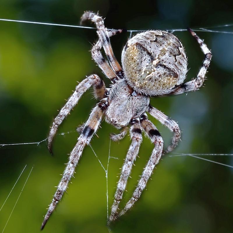 Фото виды пауков в россии фото