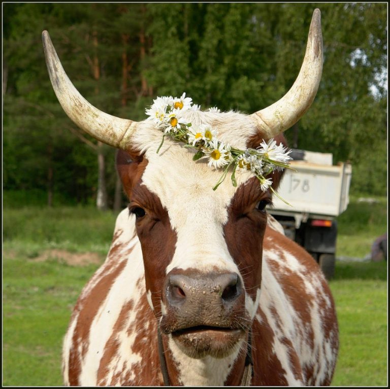 Нос коровы фото